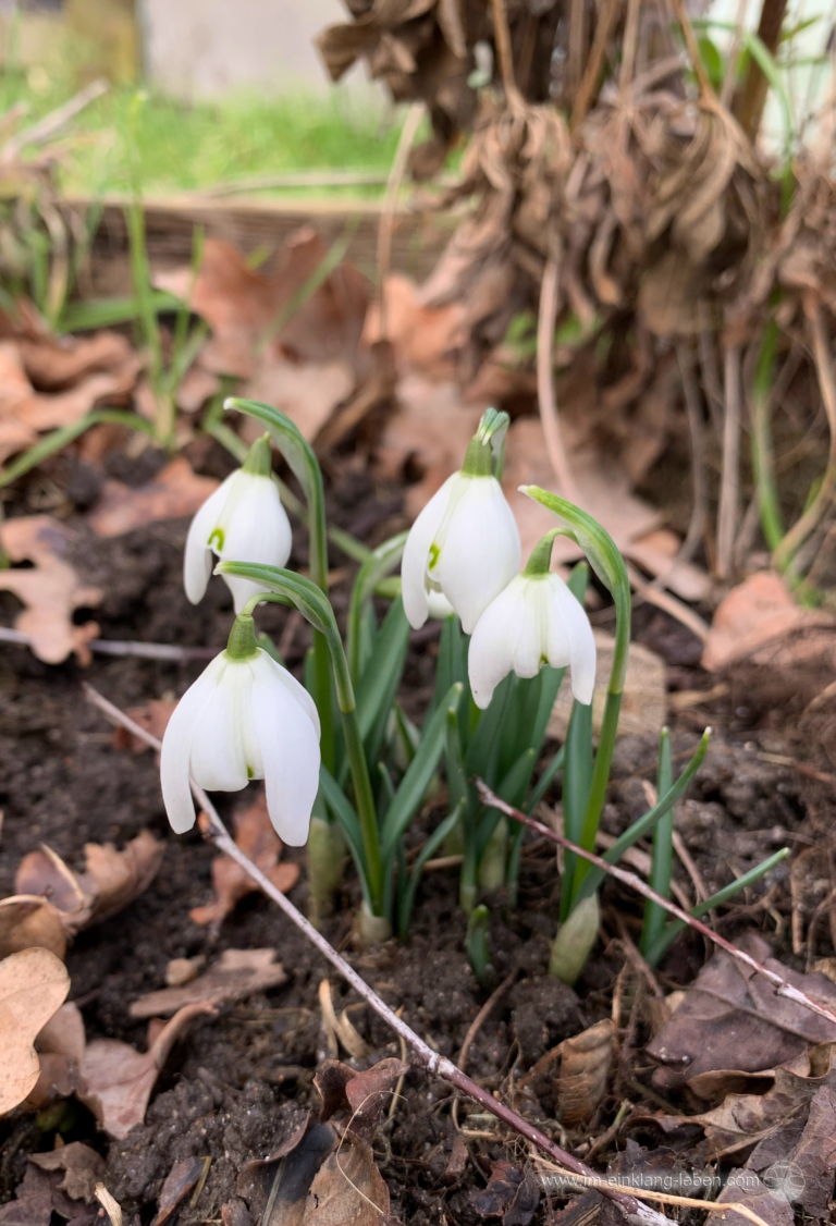 Schneeglöckchen im Laub - erste Frühlingsboten