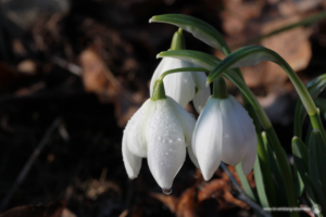 Schneeglöckchen mit Tautropfen - schön, auch wenn die Sonne mal nicht scheint